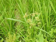 Cyperus cyperoides