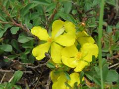 Hibbertia diffusa