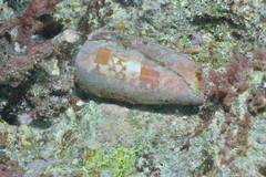 Conus striatus