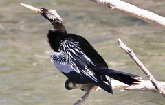 Anhinga anhinga