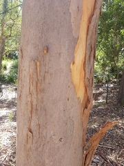 Eucalyptus propinqua