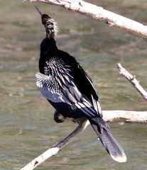 Anhinga anhinga
