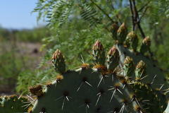 Opuntia