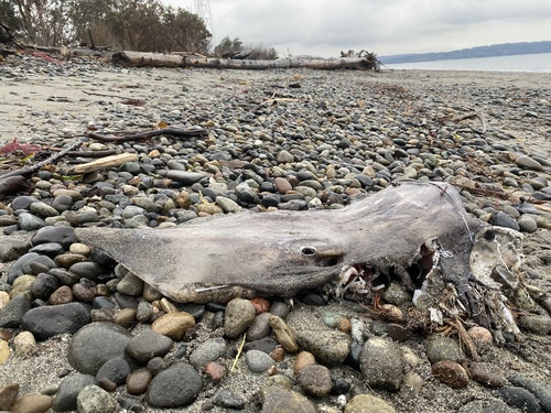 Big Skate, Lawton Park, Seattle, WA, US, photo 8 of 10