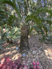 Encephalartos latifrons