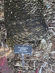 Encephalartos latifrons