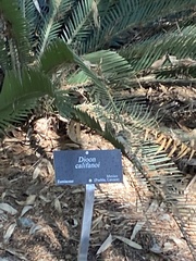 Dioon califanoi