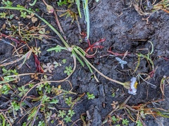 Brachyscome radicans