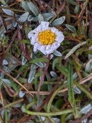 Brachyscome radicans