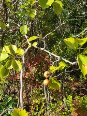 Crataegus suborbiculata
