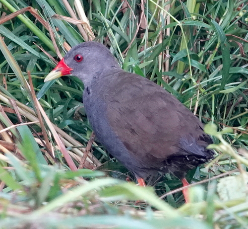 Paint-billed Crake