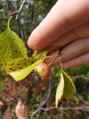 Crataegus suborbiculata