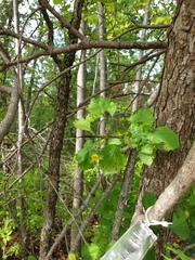 Crataegus suborbiculata