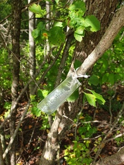 Crataegus suborbiculata