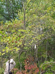Crataegus suborbiculata