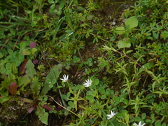 Stellaria patens