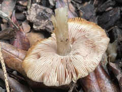 Pluteus