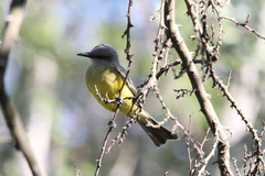 Tyrannus melancholicus