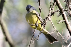 Tyrannus melancholicus