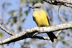 Tyrannus melancholicus