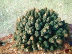Pocillopora aliciae