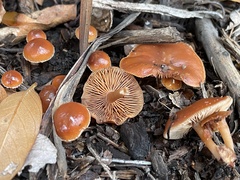 Tubaria