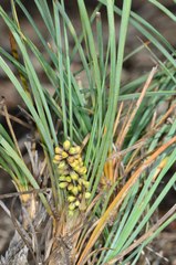 Lomandra collina