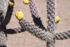 Cylindropuntia imbricata