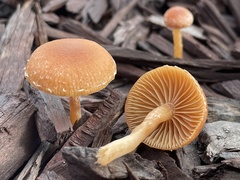 Tubaria furfuracea