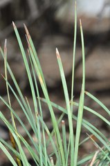 Lomandra collina