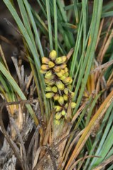 Lomandra collina