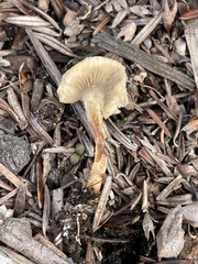 Leratiomyces percevalii
