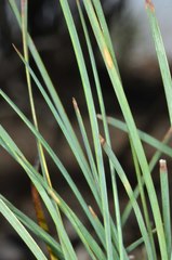 Lomandra collina