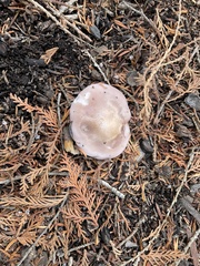 Lepista nuda