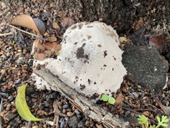 Abortiporus biennis