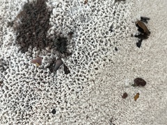 Abortiporus biennis
