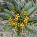 Goodenia montana - Photo 由 Nick Fitzgerald 所上傳的 (c) Nick Fitzgerald，保留部份權利CC BY-NC
