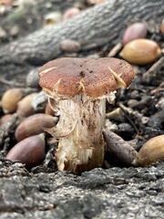Armillaria mellea