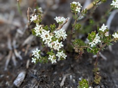 Asperula gunnii