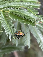 Scutiphora pedicellata