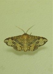 Canaea hyalospila