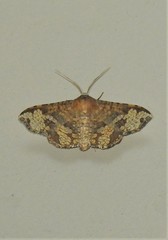 Canaea hyalospila