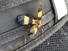 Calopteron terminale