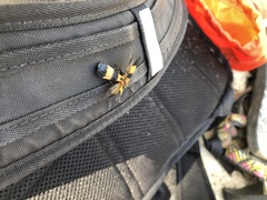 Calopteron terminale