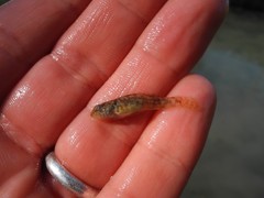 Padogobius bonelli