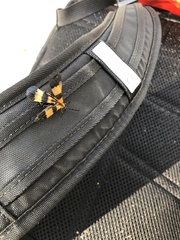 Calopteron terminale