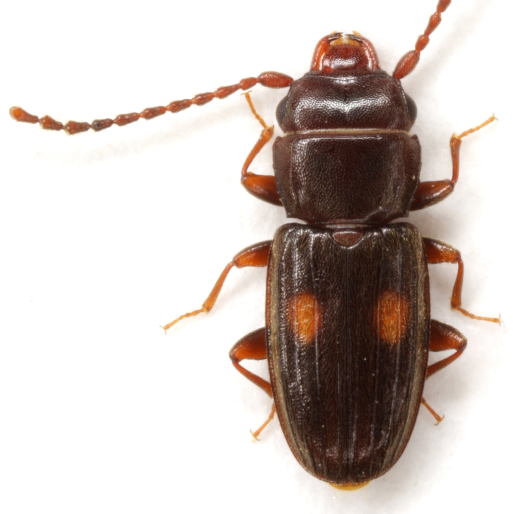 Laemophloeus