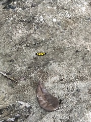 Smicropus intercepta