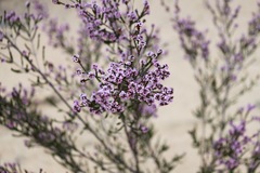 Chamelaucium uncinatum