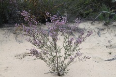 Chamelaucium uncinatum
